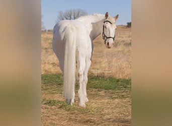 Arbeitspferd Mix, Wallach, 11 Jahre, 173 cm, Apfelschimmel