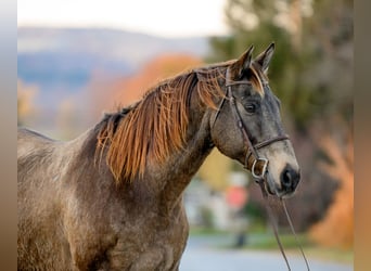 Arbeitspferd Mix, Wallach, 11 Jahre, Buckskin