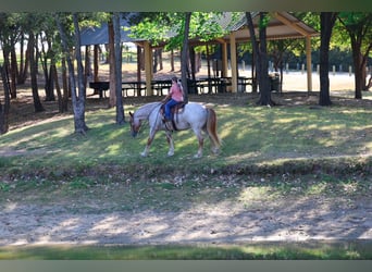Arbeitspferd Mix, Wallach, 11 Jahre, Roan-Red