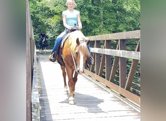 Arbeitspferd Mix, Wallach, 11 Jahre, Rotfuchs