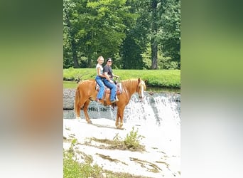 Arbeitspferd Mix, Wallach, 11 Jahre, Rotfuchs