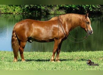 Arbeitspferd Mix, Wallach, 11 Jahre, Rotfuchs
