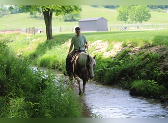 Arbeitspferd, Wallach, 11 Jahre, Schecke