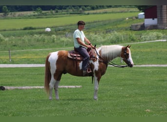 Arbeitspferd, Wallach, 11 Jahre, Schecke
