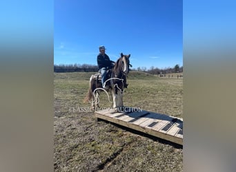 Arbeitspferd, Wallach, 12 Jahre, 132 cm, Tobiano-alle-Farben