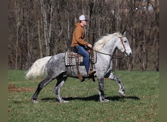 Arbeitspferd, Wallach, 12 Jahre, 157 cm, Apfelschimmel