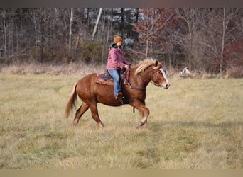 Arbeitspferd, Wallach, 12 Jahre, 157 cm, Rotfuchs