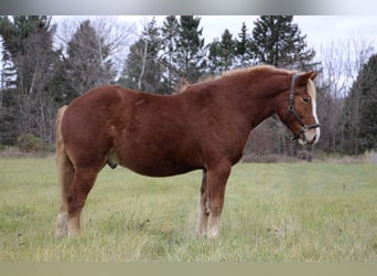 Arbeitspferd, Wallach, 12 Jahre, 157 cm, Rotfuchs