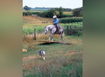 Arbeitspferd, Wallach, 12 Jahre, 160 cm, Apfelschimmel