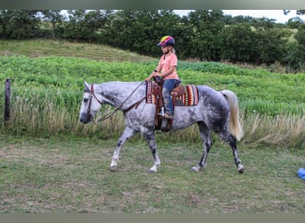 Arbeitspferd, Wallach, 12 Jahre, 160 cm, Apfelschimmel