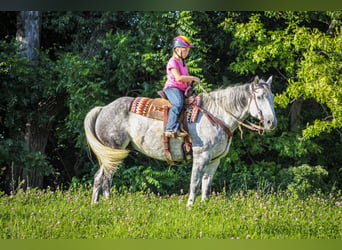 Arbeitspferd, Wallach, 12 Jahre, 160 cm, Apfelschimmel