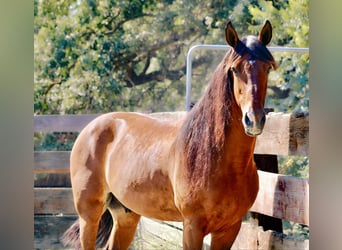 Arbeitspferd, Wallach, 12 Jahre, 160 cm, Rotbrauner