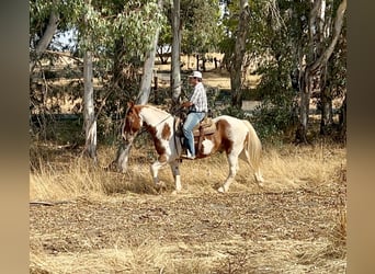 Arbeitspferd, Wallach, 12 Jahre, 160 cm, Tobiano-alle-Farben