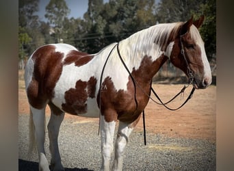 Arbeitspferd, Wallach, 12 Jahre, 160 cm, Tobiano-alle-Farben