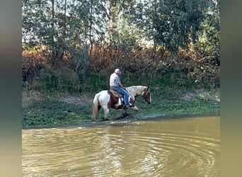 Arbeitspferd, Wallach, 12 Jahre, 160 cm, Tobiano-alle-Farben