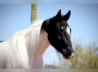 Arbeitspferd Mix, Wallach, 12 Jahre, 160 cm