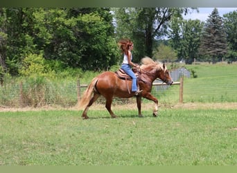 Arbeitspferd, Wallach, 12 Jahre, 163 cm, Dunkelfuchs