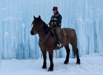 Arbeitspferd, Wallach, 12 Jahre, 163 cm, Roan-Bay