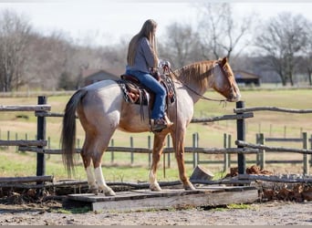 Arbeitspferd Mix, Wallach, 12 Jahre, 163 cm, Roan-Red