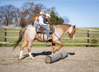 Arbeitspferd Mix, Wallach, 12 Jahre, 163 cm, Roan-Red