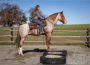 Arbeitspferd Mix, Wallach, 12 Jahre, 163 cm, Roan-Red