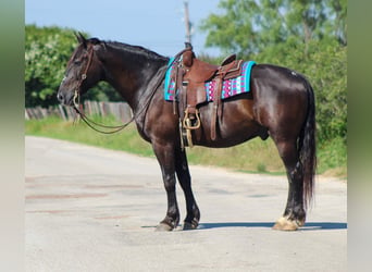 Arbeitspferd, Wallach, 12 Jahre, 168 cm, Rappe