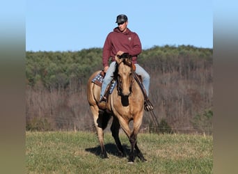 Arbeitspferd, Wallach, 12 Jahre, Buckskin