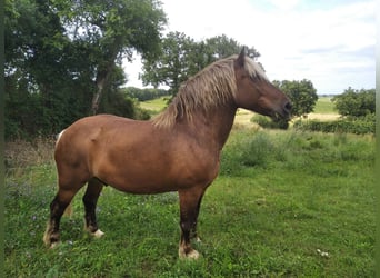 Arbeitspferd Mix, Wallach, 13 Jahre, 155 cm, Dunkelfuchs