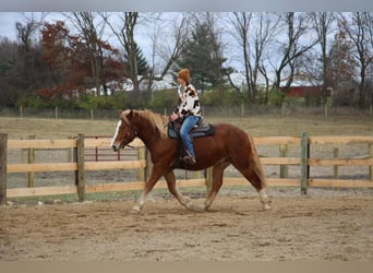 Arbeitspferd, Wallach, 13 Jahre, 157 cm, Dunkelfuchs