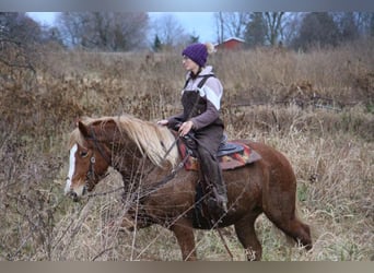 Arbeitspferd, Wallach, 13 Jahre, 157 cm, Dunkelfuchs