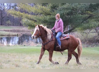 Arbeitspferd, Wallach, 13 Jahre, 157 cm, Dunkelfuchs