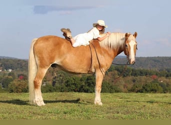 Arbeitspferd Mix, Wallach, 13 Jahre, 157 cm, Rotfuchs