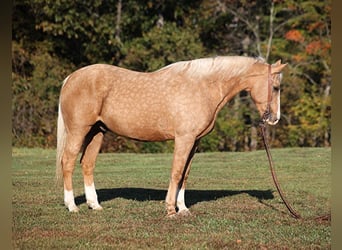 Arbeitspferd, Wallach, 13 Jahre, 160 cm, Palomino