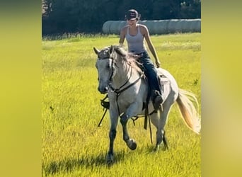 Arbeitspferd Mix, Wallach, 13 Jahre, 160 cm, Schimmel