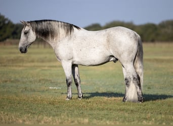 Arbeitspferd Mix, Wallach, 13 Jahre, 160 cm, Schimmel
