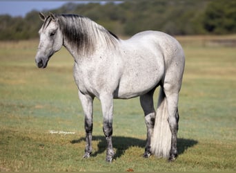 Arbeitspferd Mix, Wallach, 13 Jahre, 160 cm, Schimmel