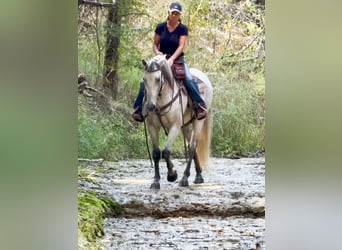Arbeitspferd Mix, Wallach, 13 Jahre, 160 cm, Schimmel