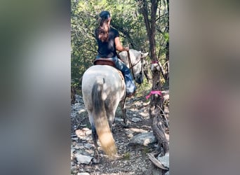 Arbeitspferd Mix, Wallach, 13 Jahre, 160 cm, Schimmel