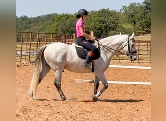 Arbeitspferd Mix, Wallach, 13 Jahre, 160 cm, Schimmel