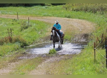 Arbeitspferd Mix, Wallach, 13 Jahre, 160 cm, Tobiano-alle-Farben