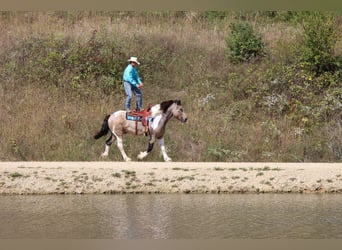 Arbeitspferd Mix, Wallach, 13 Jahre, 160 cm, Tobiano-alle-Farben