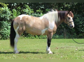 Arbeitspferd Mix, Wallach, 13 Jahre, 160 cm, Tobiano-alle-Farben