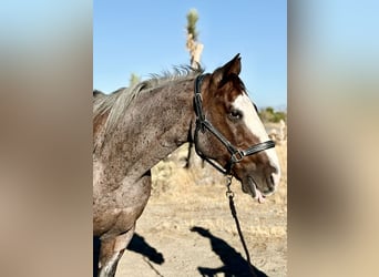 Arbeitspferd Mix, Wallach, 13 Jahre, 163 cm, Roan-Bay