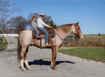 Arbeitspferd Mix, Wallach, 13 Jahre, 163 cm, Roan-Red