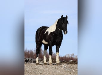 Arbeitspferd Mix, Wallach, 13 Jahre, 163 cm, Tobiano-alle-Farben