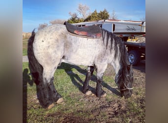 Arbeitspferd, Wallach, 13 Jahre, 173 cm, Roan-Blue