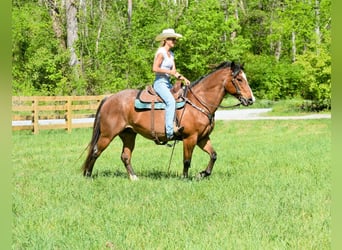 Arbeitspferd, Wallach, 14 Jahre, 155 cm, Roan-Bay