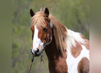 Arbeitspferd, Wallach, 14 Jahre, 155 cm, Tobiano-alle-Farben