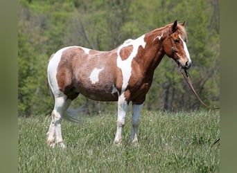 Arbeitspferd, Wallach, 14 Jahre, 155 cm, Tobiano-alle-Farben