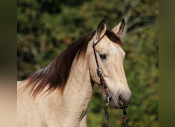 Arbeitspferd, Wallach, 14 Jahre, 160 cm, Buckskin